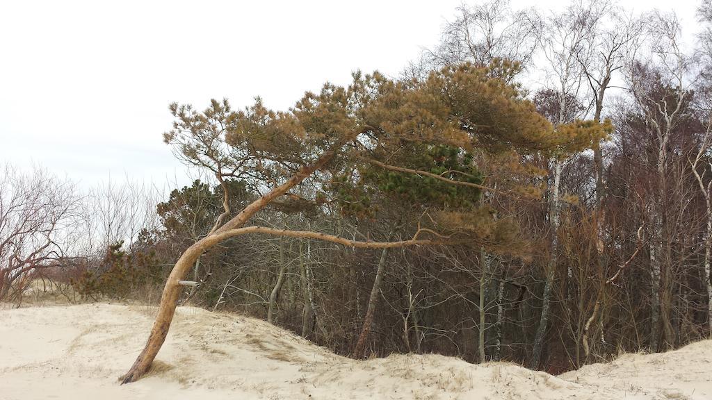 Ramaus Poilsio Apartamentai Palanga Ruang foto